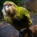 Record Breeding Season for Endangered Kakapo Parrots Marks Milestone in Conservation