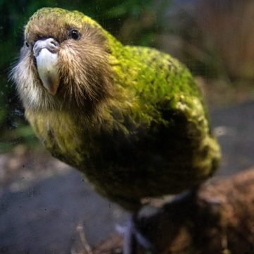 Record Breeding Season for Endangered Kakapo Parrots Marks Milestone in Conservation