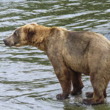 Fat Bear Week: Cast Your Vote for Alaska’s Heaviest Bears