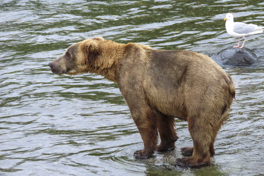 Alaska Fat Bear Week Fat Bear Week: Cast Your Vote for Alaska’s Heaviest Bears