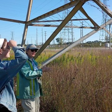 Monarch Conservation Efforts in Illinois Right-of-Way Areas