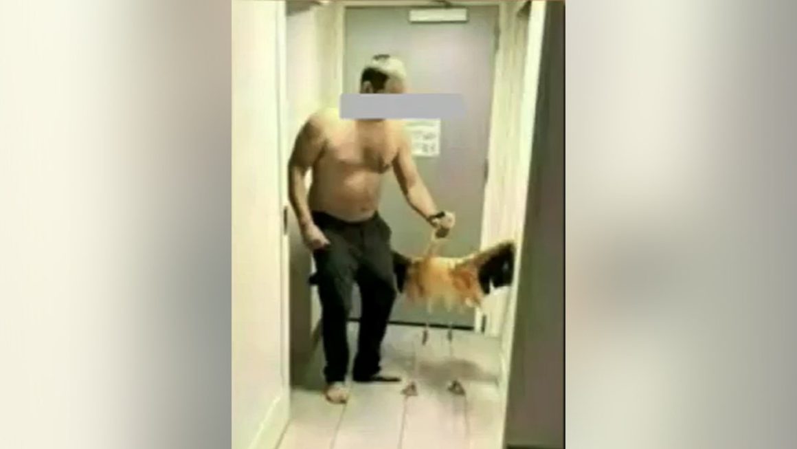 Canadian Tourist Convicted of Animal Cruelty in Flamingo Incident