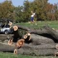 Controversial Tree Removal at East Potomac Golf Links