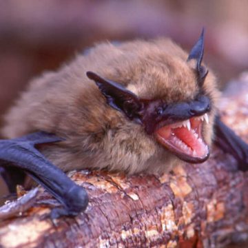 How Little Brown Bat Genes Are Outsmarting a Fungal Killer