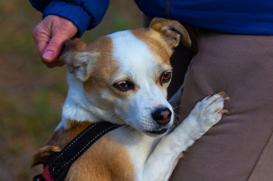 Helping Your Dog Adapt Communication When You Experience Hearing Loss