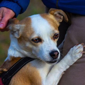 Helping Your Dog Adapt Communication When You Experience Hearing Loss