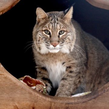 Bobcat Sightings Increase in Will County