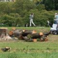 Judge Halts Tree Removal at East Potomac Golf Course