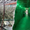 Rep. Gallagher Urges FBI to Address Illegal Marijuana Operations in Northern California