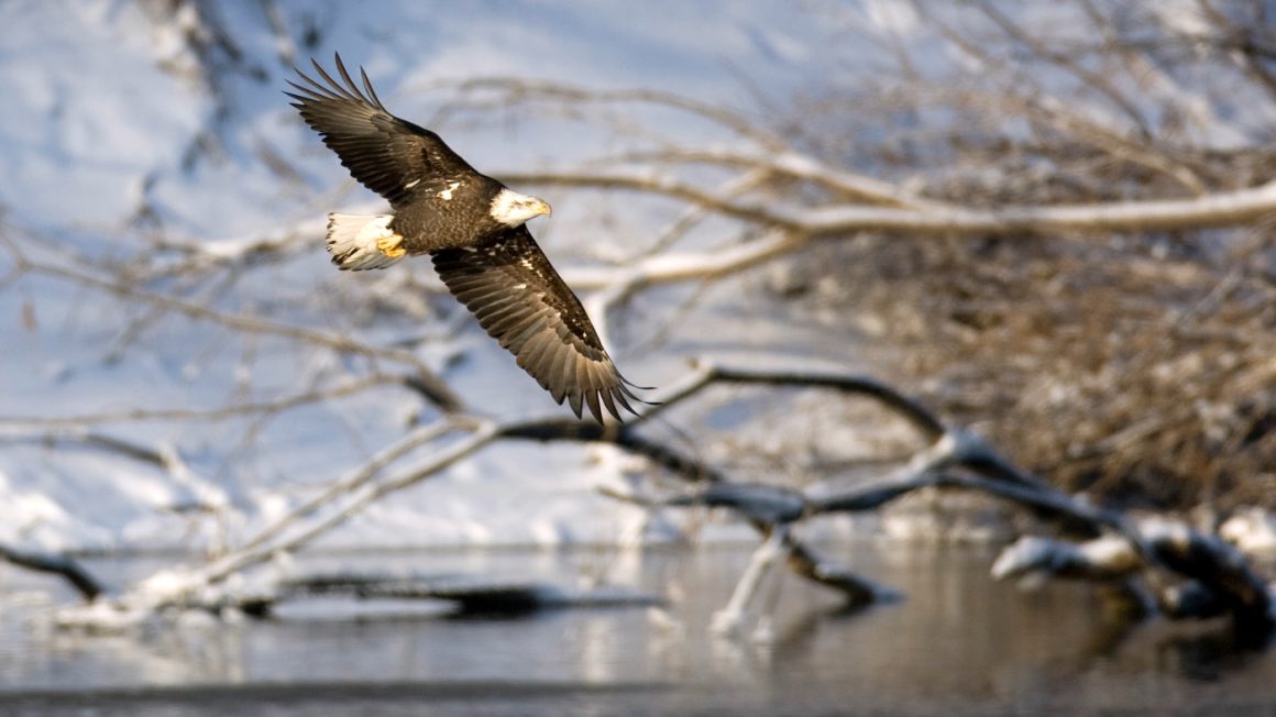 The Importance of Preserving the Endangered Species Act