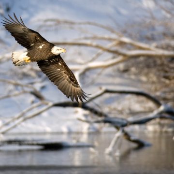 The Importance of Preserving the Endangered Species Act