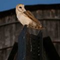 Barn Owls Make Rare Appearance in Manhattan
