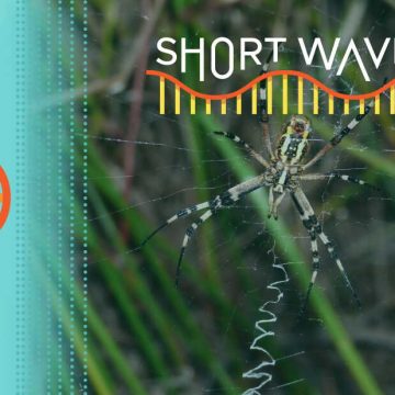 This Week In Science: Spiders, TV Pixels And Storytelling
