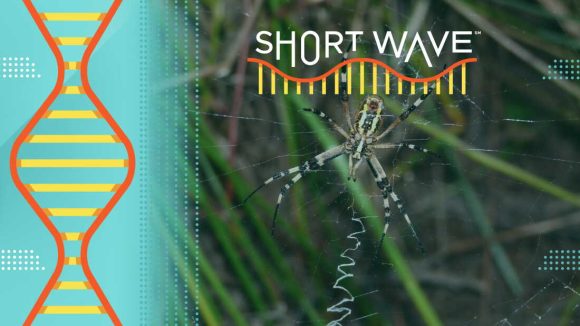 This Week In Science: Spiders, TV Pixels And Storytelling