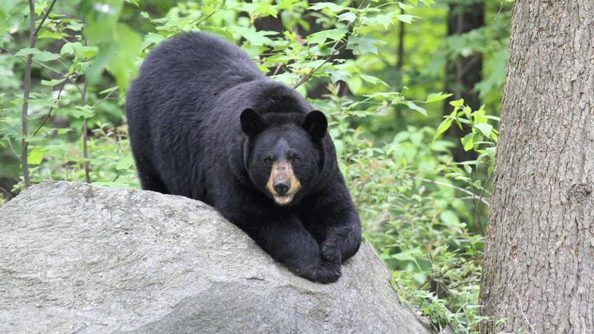 Bear’s Unusual Visit: Alaska Hospital’s Candy Heist
