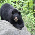 Bear’s Unusual Visit: Alaska Hospital’s Candy Heist