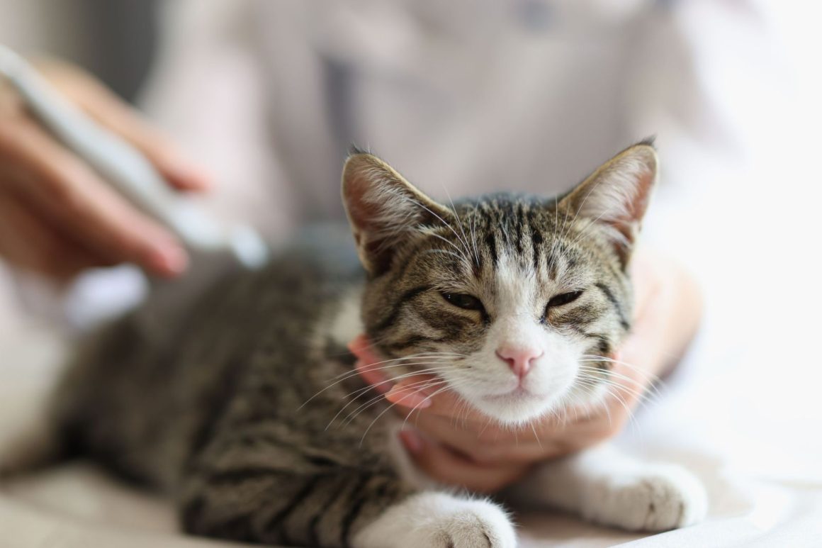 U.S. Cat Foods Report Highlights Contaminant Concerns