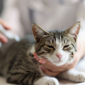 U.S. Cat Foods Report Highlights Contaminant Concerns