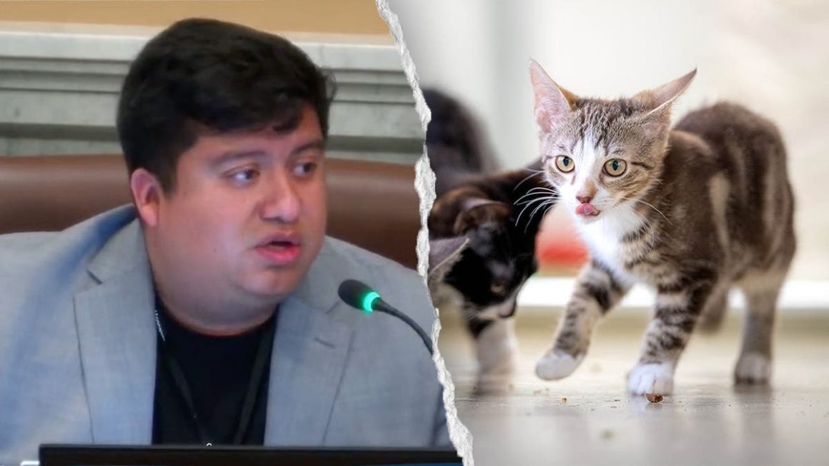 Minneapolis Council Member Criticized for Cat Safety Concerns with Self-Driving Cars