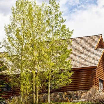 Surveillance Footage Solves Mystery of Barking Dog at Mountain Cabin
