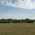 Impact of Rising Beef Prices on Texans During Election Season