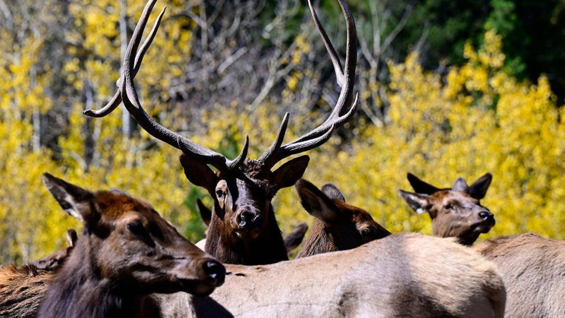 Elk Incident in Colorado Goes Viral