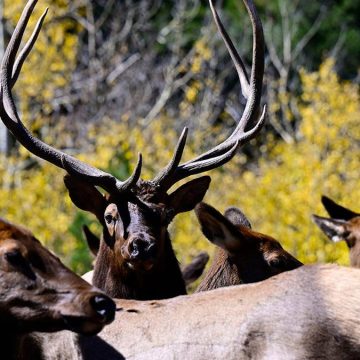 Elk Incident in Colorado Goes Viral