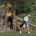 Trump Administration Seeks Recusal of Judge in Tree Removal Legal Battle