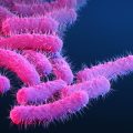 The Rise of Antibiotic-Resistant Shigella in the United States