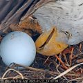 Death of Big Bear’s Celebrity Eagle Jackie Due to Avian Influenza